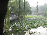 The Lotus Flowers in a Summer Palace Garden