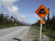 8% grade; downhill to the Sasketchewan Crossing