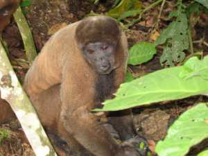 Monkeys entertaining the tourist to the Amazon Rain Forest