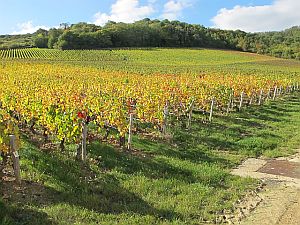 vineyards at Jean Paul Picard winery