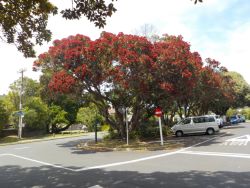 The New Zealand blooming Christmas tree