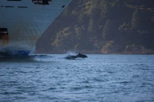 dolfins playing in the ships wake on the ride to Ships Cove