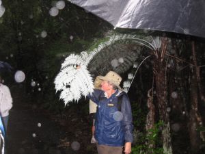 The siliver leaf Ponga palm is the symbol of New Zealand