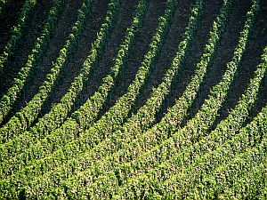 vineyards on the Mosel River