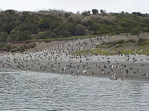 penguins on the Beagle Channel